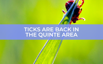 Ticks are back in the Quinte area, here’s what you need to know to keep your family and pets safe!